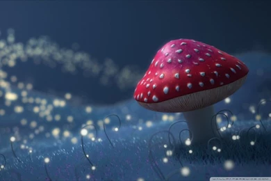 Fireflies HD Desktop Wallpapers : Widescreen : High Definition ...