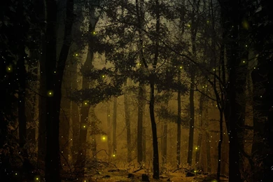 Fireflies In The Woods >> HD Wallpaper, Get It Now!