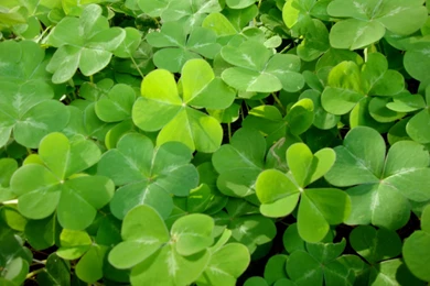 TAYLOR'S TABLE: St. Patrick's Day Gluten free Irish Hard Cider ...