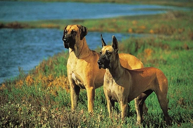 Great Dane HD Wallpapers , New Wallpapers, New Wallpapers
