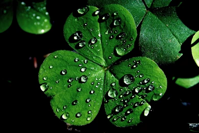 Practically Perfect Planner   The Man Cave: St. Patrick's Day!