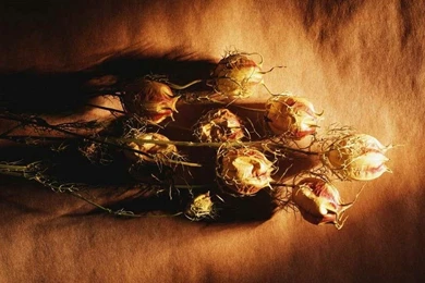 Daniel Sierra: Mixed Cool Desktop Wallpapers Free Backgrounds