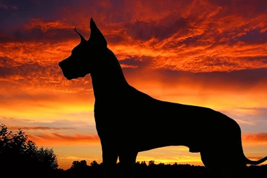 Great dane silhoutte wide desktop wallpapers free dog pictures.jpg