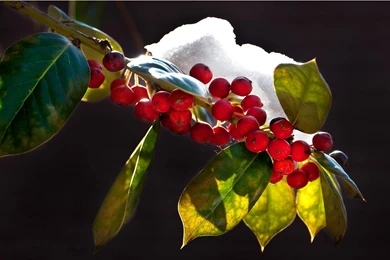 Holly Wallpapers >> Backgrounds With Quality HD