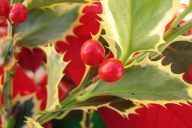 Holly Plant Wallpapers   22749