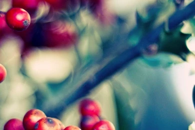 Ilex HollySamsung Wallpapers Download