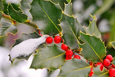Holly Berries Computer Wallpapers, Desktop Backgrounds