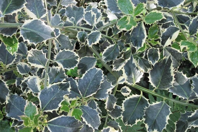 SILVER VARIEGATED ENGLISH HOLLY WALLPAPER   (