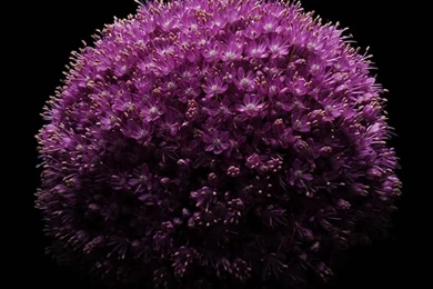 Download The Official IOS 8 Wallpapers – These Are ElegantTech Egis