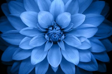 Blue Lotus IOS 8 Pattern Art iPhone 5s Wallpapers Download