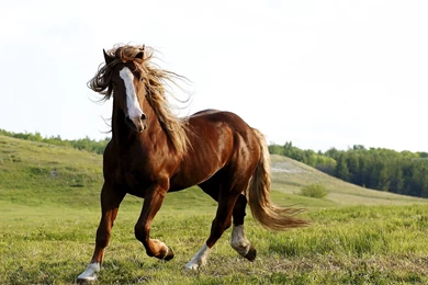 Brown Horse Wallpapers