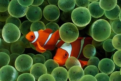 30 Heart Grasping Apple iPad HD Wallpapers