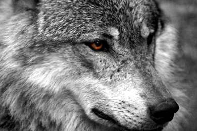 Fondos De Pantalla Lobo : Todos Los Wallpapers Lobo