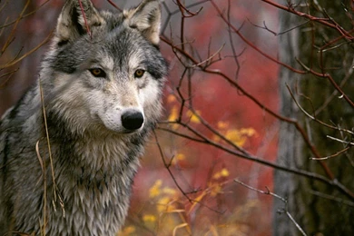 My Free Wallpapers   Nature Wallpapers : Grey Wolf