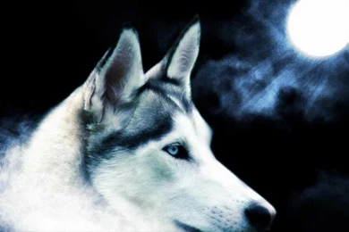 Wallpapers Lobos Wolf YouTube
