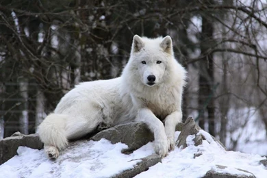 THE WATCHER WALLPAPER   (