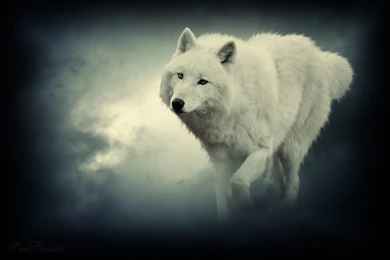 Fantasy Wolf White Solitude Timber Quotes Lobo Animal Lone Snow ...