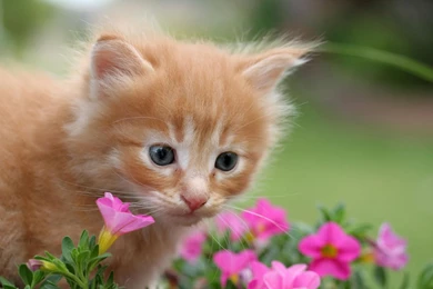 Hd Cat Wallpapers, Kitten Images, Cute Cat Photos, Hairy, Animals ...