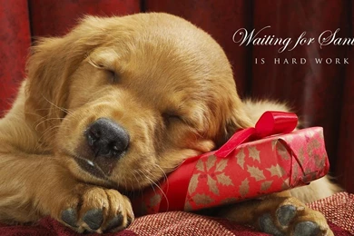 Humming bird Wallpapers