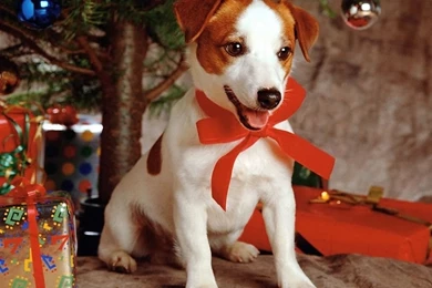 Dog Little Christmas Wallpapers HD