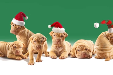 50 Free HD Dog Wallpapers