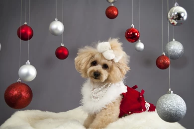 Christmas Dog Poodle Wallpapers And Images   Wallpapers, Pictures ...