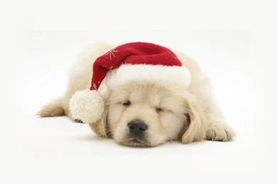 Dogs christmas pets hd wallpapers.jpg