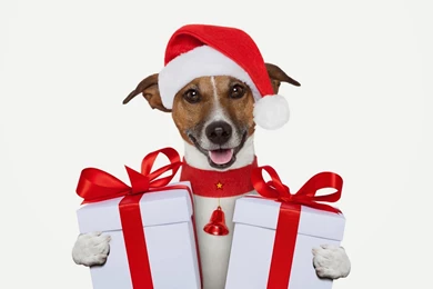 All New Wallpapers : My Christmas Gift For Dog Lovers Wallpapers