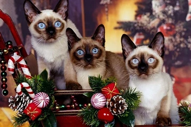 Dog Christmas Wallpapers   The Dog Wallpapers   Best The Dog Wallpapers