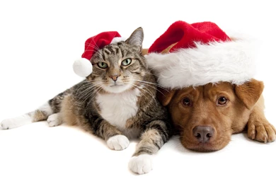 Friends Christmas Dog Sweet Feline Holiday Animals Cat Nice Merry ...
