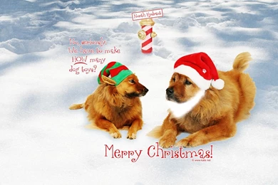 Dogs Christmas Wallpapers   1836