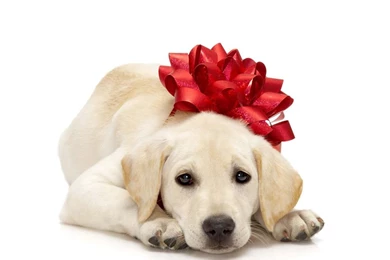 Mashababko: Wallpapers Dog Christmas