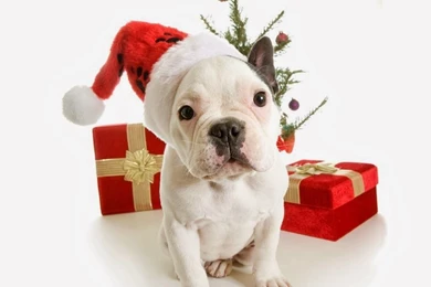 Dogs: Waiting Christmas White Red Dog Cute Animal Hat Gift Box ...