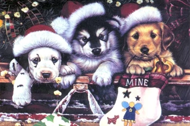 Funny Christmas Dogs 4 Desktop Backgrounds   Funnypicture.org