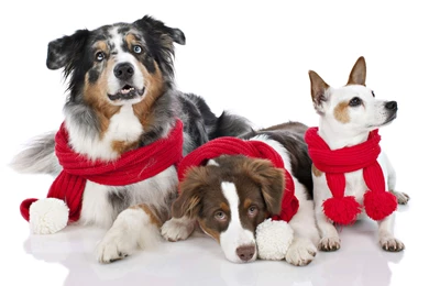 Animal, Dogs, Look, Merry Christmas, Red Cowl, Puppy, Photo Wallpapers
