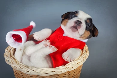 Dogs Christmas ( New Year ) Puppy Animals Wallpapers