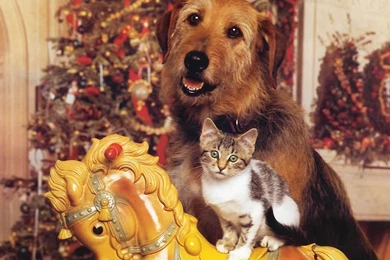 Dogs Favorite Toy Animal Christmas Cat Puppy Kitten Horse Dog ...