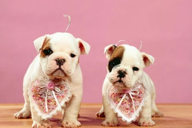 Puppy Love Wallpapers   CuteImages.net