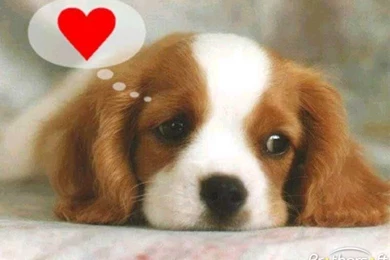 Download Free Puppy Love Theme, Puppy Love Theme Download