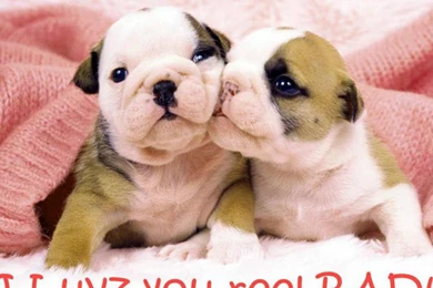 PUPPY LOVE WALLPAPER   (