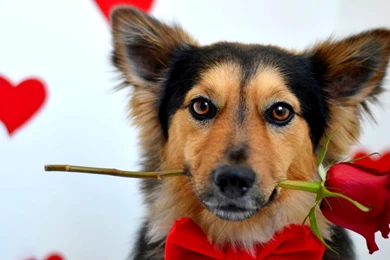 PUPPY LOVE WALLPAPER   (