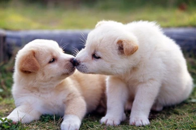Puppy Love   Remarkable And Splendid Photography