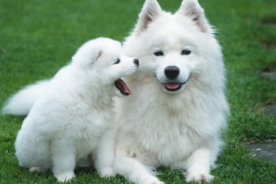 Dogs: Puppy Love Dogs Grass White Animals Canine HD Wallpapers For ...
