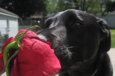 Puppy Love   Dogs Wallpapers (13055023)   Fanpop