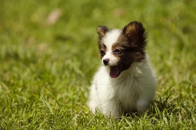 Download Puppy Love Wallpapers