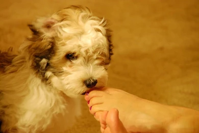 PUPPY LOVE WALLPAPER   (