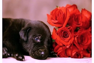 Wallpapers Love Black And White Puppy Cute Roses 800x600