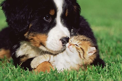 Cats Dogs Kittens Grass Animals Puppy Cute Love Wallpapers ...