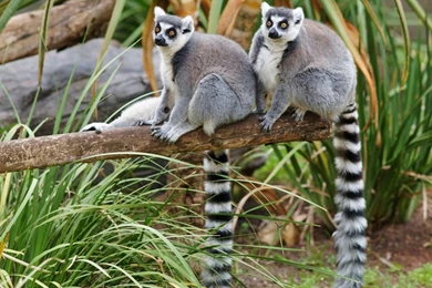 Other: Chip Animal Grass Chipmunk Fur Nature Cute Wild Free ...