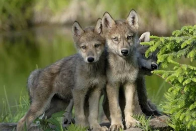 Hd Animal Wallpapers, Wild Animals, Animal Desktop Images, High ...